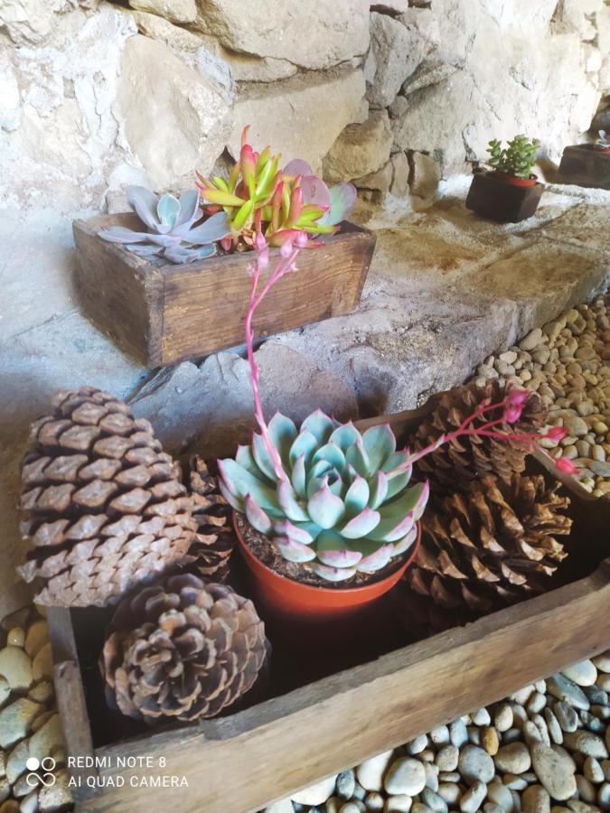 Casa Das Japoneiras Paredes de Coura Zewnętrze zdjęcie
